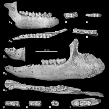 Gandheralophus minor ו- Gandheralophus robustus mandibles.png