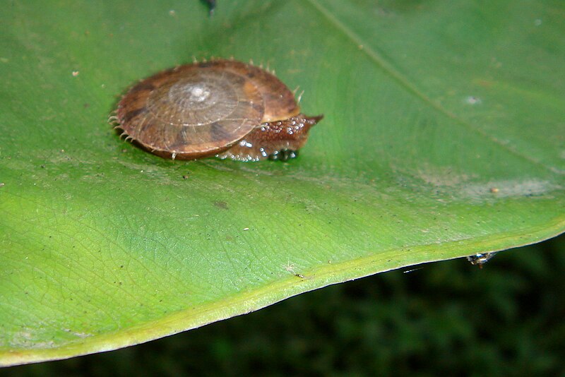 File:Gastropod from Taiwan 3.jpg