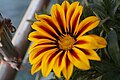 * Nomination Mexican sunflower, Gazania in IIT Mandi North Campus, India --Debashritaiitmandi 09:29, 6 January 2021 (UTC) * Decline  Oppose It's a nice flower, but I think too much of the foreground is blurred for QI, sorry. --Rhododendrites 04:38, 8 January 2021 (UTC)