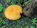 Gele ringboleet (Suillus grevillei). Locatie, Hortus (Haren, Groningen) .