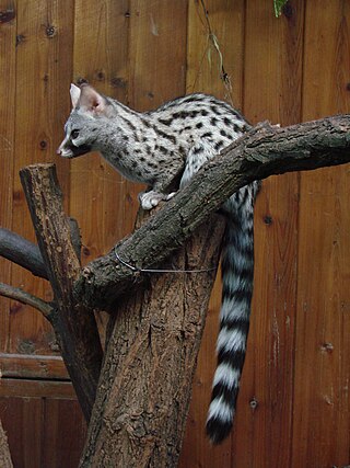 <span class="mw-page-title-main">Common genet</span> Species of carnivore