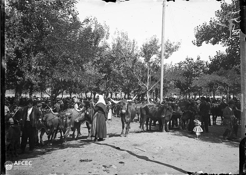 File:Gent i vaques en una fira ramadera als afores de Redondela.jpeg