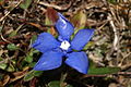 "Gentiana_verna_PID735-1.jpg" by User:Sporti