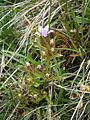 Gentianella germanica