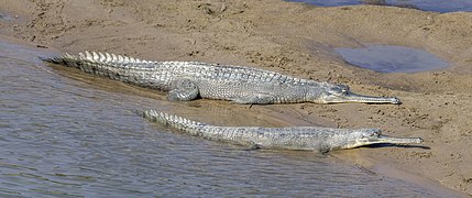 Gavialis gangeticus (Gharial) female and juvenile