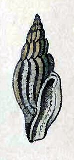 <i>Gingicithara lyrica</i> Species of gastropod