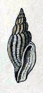 Gingicithara lyrica