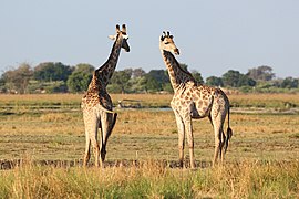 Giraffes in Chobe National Park 04.jpg