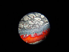Glandular epithelium. Epithelial tissue.jpg