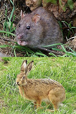 Сверху: серая крыса (грызуны); Снизу: заяц-русак (зайцеобразные)