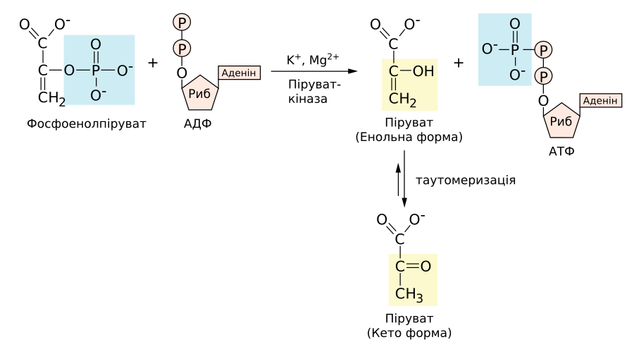 2 молекулы пировиноградной кислоты. Схема гликолиза биохимия. Аденозин 5 дифосфат. Фосфоенолпируват гликолиз. Фосфоенолпируват + АДФ.
