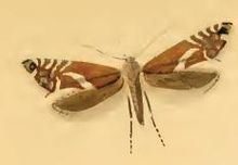 Glyphipterix haworthana.JPG