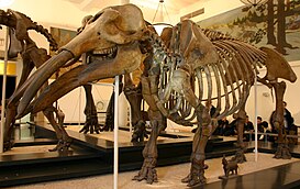 Esqueleto de um Gomphotherium