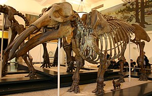 Genopbygning af skelet af Gomphotherium