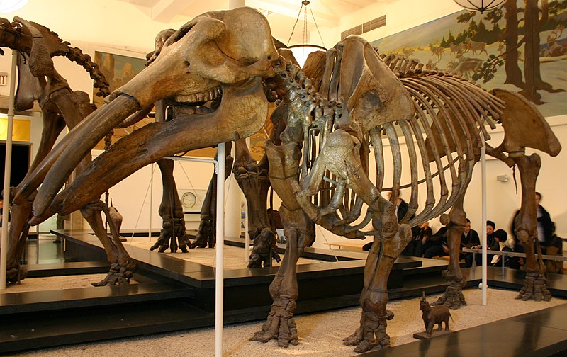 File:Gomphotherium productum.jpg