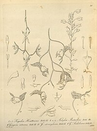 plate 20 I. Kegeliella houtteana (as syn. Kegelia houtteana) II. Notylia pentachne III. Gongora retrorsa IV. Gongora galeottiana (as syn. Gongora stenoglossa) V. Gongora seideliana