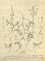 Gongora seideliana plate 20, fig. V in: H. G. Reichenbach: Xenia orchidacea - vol. 1 (1858)