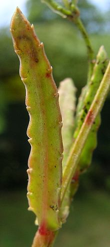 Gonocarpus chinensis yaprak1 (8513815861) .jpg