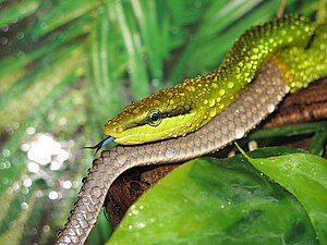 Pointed head or red tailed snake (Gonyosoma oxycephalum)