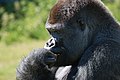 Male western lowland gorilla contemplating life, the universe, and bananas (The Thinker):). Port lympne wildlife park