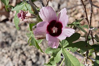 <i>Gossypium anomalum</i> Species of plant in the family Malvaceae