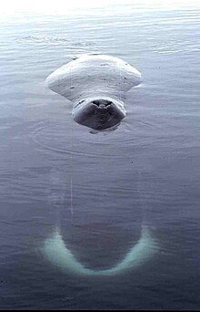 Resting on water surface in Foxe Basin Gronlandwal 6-1999.jpg