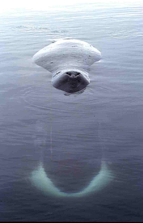 Resting on water surface in Foxe Basin