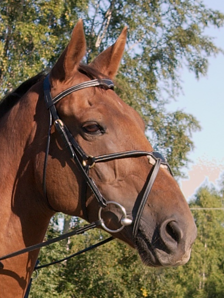 File:GrackleBridle.png