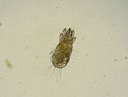 Grain mite 1. 
 JPG