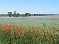 Field of flax and poppies