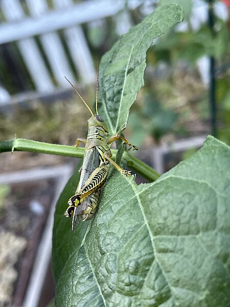 File:Grasshopper eating leaf.jpg