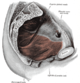 Karlično dno obuhvataju mišići karličnog dna. Ova slika prikazuje lijevi levator ani iznutra.