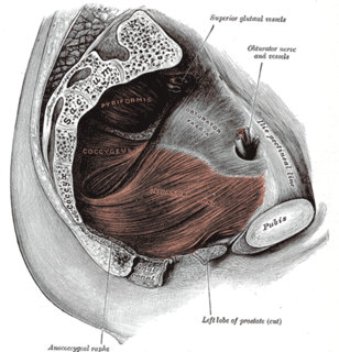 The levator ani is a broad, thin muscle group, situated on either side of the pelvis. It is formed from three muscle components: the pubococcygeus, the iliococcygeus, and the puborectalis.