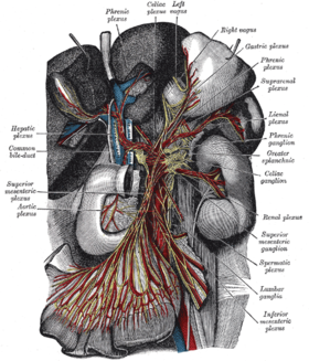 العقدة البطنية والضفيرة الودية لأحشاء البطن تتفرع من العقد (الضفيرة البطنية موجودة في المركز العلوي)