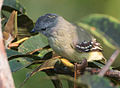 near Sacha Lodge, Ecuador