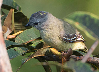 <span class="mw-page-title-main">Amazonian elaenia</span> Species of bird