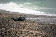 Серый тюлень у воды океана halichoerus grypus.jpg