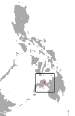 Thumbnail for Greater Mindanao shrew