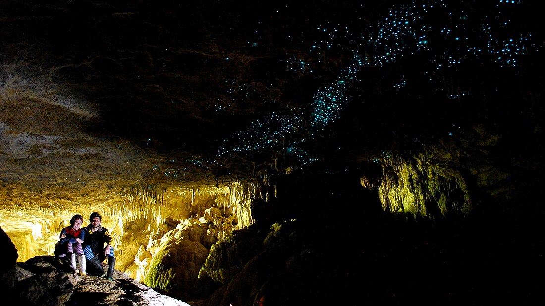 Waitomo Glowworm Caves