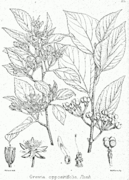 Grewia oppositifolia