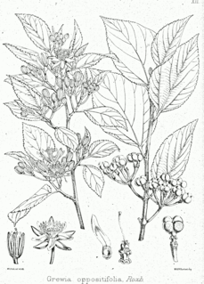 <i>Grewia oppositifolia</i> Species of plant in the genus Grewia