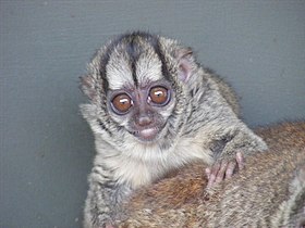 Grey-legged night monkey (douroucouli).jpg