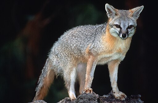 Grey Fox (Urocyon cinereoargenteus)