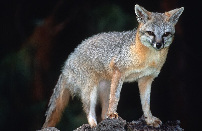gray fox animal