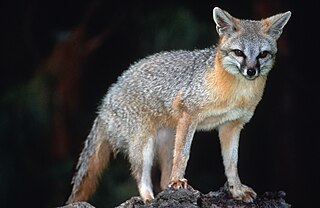 320px-Grey_Fox_(Urocyon_cinereoargenteus