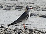 Thumbnail for File:Grey Pratincole, Glareola cinerea.jpg