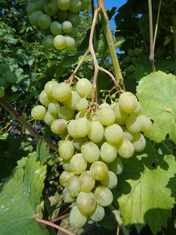 White Muscat – early ripening "July" variety