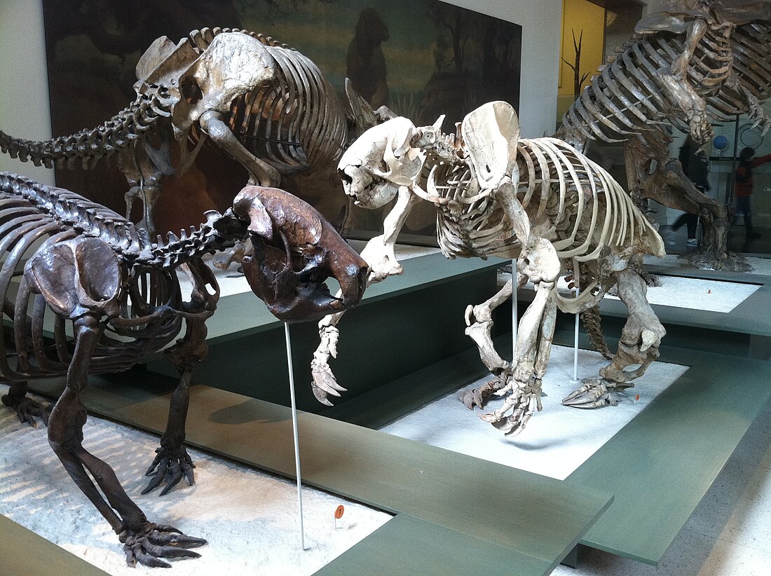 Ground sloth