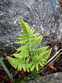 Gymnocarpium robertianum, Irlanda.jpg