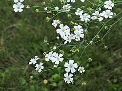 Gleznā ģipsene (Gypsophila elegans)